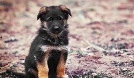 壮壮最新爆料德牧,德牧新技能惊艳亮相