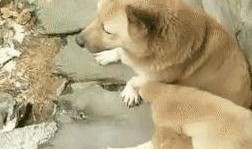 狗崽爆料视频大全最新版,最新版揭秘娱乐圈幕后真相